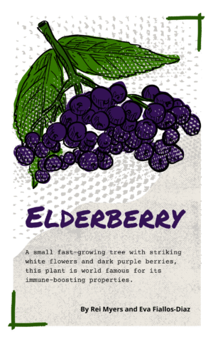 Elderberry by Weeds and Deeds