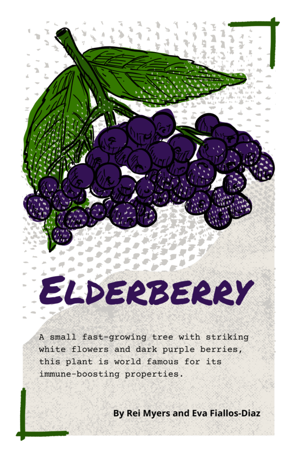 Elderberry by Weeds and Deeds